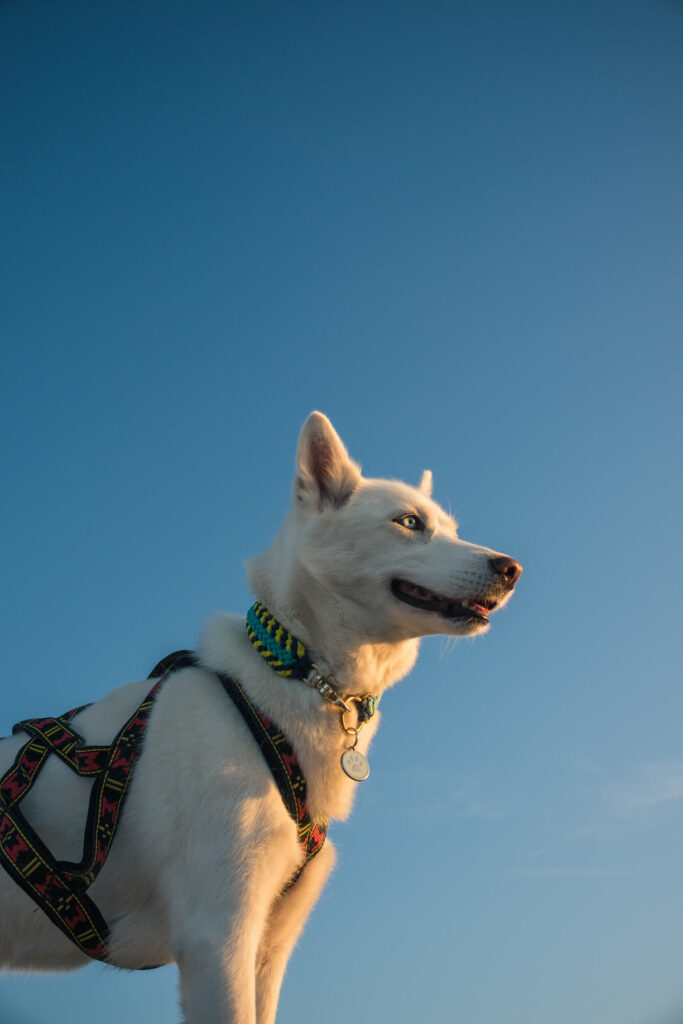 Alkyra, la chienne husky face au ciel bleu