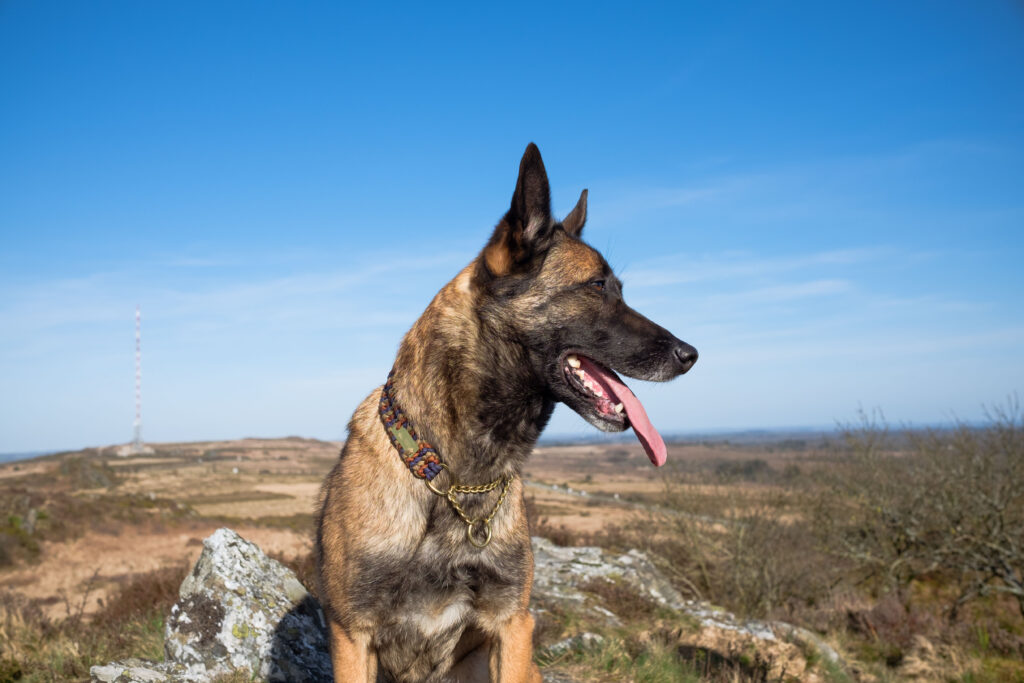 Berger Belge Malinois portant le collier Terres d'Argoat souple à martingale chaine laiton et à tressage vertical en paracorde ocre, marron et bleu foncé