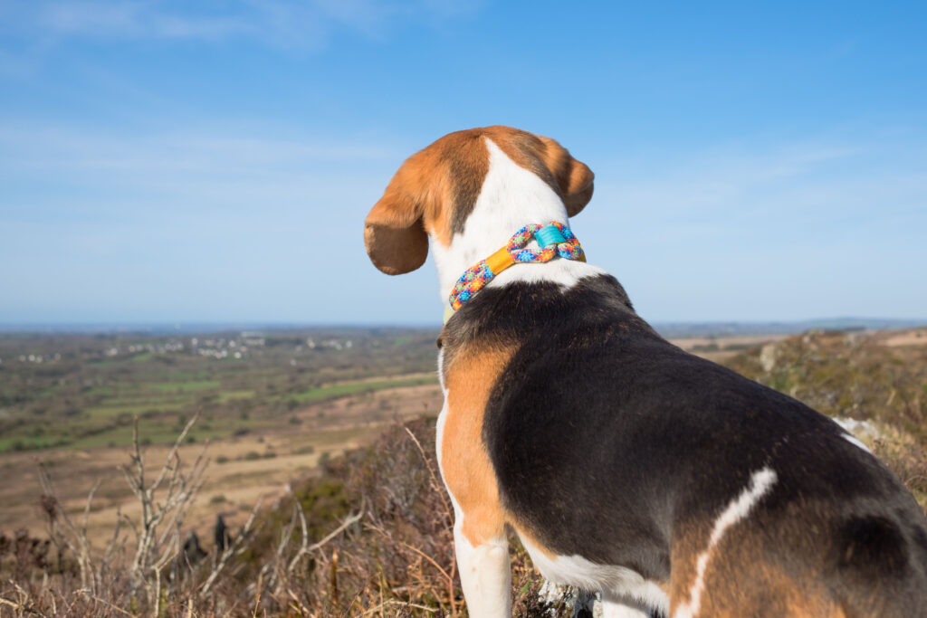 Beagle portant un collier Terres D'Argoat en corde OEKO TEX multicolore